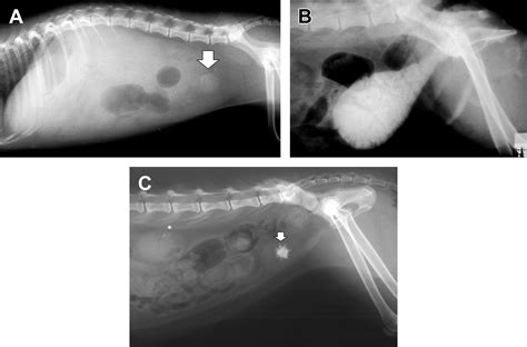 Urolithiasis in Small Animals .